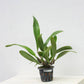 Cattleya (Rlc.) Cornerstones Var Perfection - Without Flower | BS - Buy Orchids Plants Online by Orchid-Tree.com