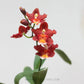 Oncidium (Wils.) Warm Memories ‘Wild Fire' - Without Flower | MS - Buy Orchids Plants Online by Orchid-Tree.com