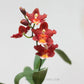 Oncidium (Wils.) Warm Memories ‘Wild Fire' - Without Flower | MS - Buy Orchids Plants Online by Orchid-Tree.com