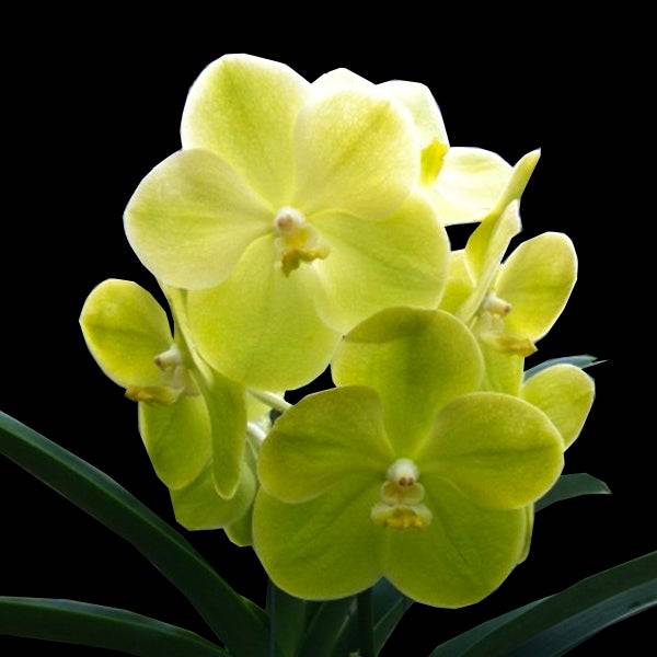 Vanda Jakkit Gold x Charles Goodfellow - Without Flowers | BS - Buy Orchids Plants Online by Orchid-Tree.com