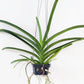 Vanda Jakkit Gold x Charles Goodfellow - Without Flowers | BS - Buy Orchids Plants Online by Orchid-Tree.com