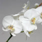 Phalaenopsis Prince KC - Without Flowers | BS - Buy Orchids Plants Online by Orchid-Tree.com