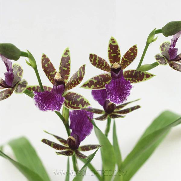 Zygopetalum Trozy Blue - Without Flower | SS - Buy Orchids Plants Online by Orchid-Tree.com