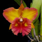 Cattleya (Rlc.) Korat Sunrise - Without Flower | BS - Buy Orchids Plants Online by Orchid-Tree.com