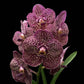 Vanda Kulwadee Fragrance - Without Flowers | SS - Buy Orchids Plants Online by Orchid-Tree.com