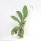 Trichocentrum albococcineum X Maureen -Without Flower | BS - Buy Orchids Plants Online by Orchid-Tree.com