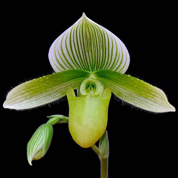 Paphiopedilum Green Coral - Without Flowers | BS - Buy Orchids Plants Online by Orchid-Tree.com