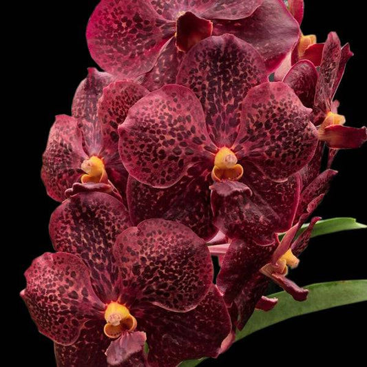 Vanda Paramate Star x Blitz’s Heartthrob No 1 - Without Flowers | BS - Buy Orchids Plants Online by Orchid-Tree.com