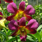 Dendrobium Morning Sun - Without Flowers | BS - Buy Orchids Plants Online by Orchid-Tree.com
