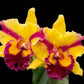 Cattleya (Rlc.) Siam Fancy - Without Flower | BS - Buy Orchids Plants Online by Orchid-Tree.com