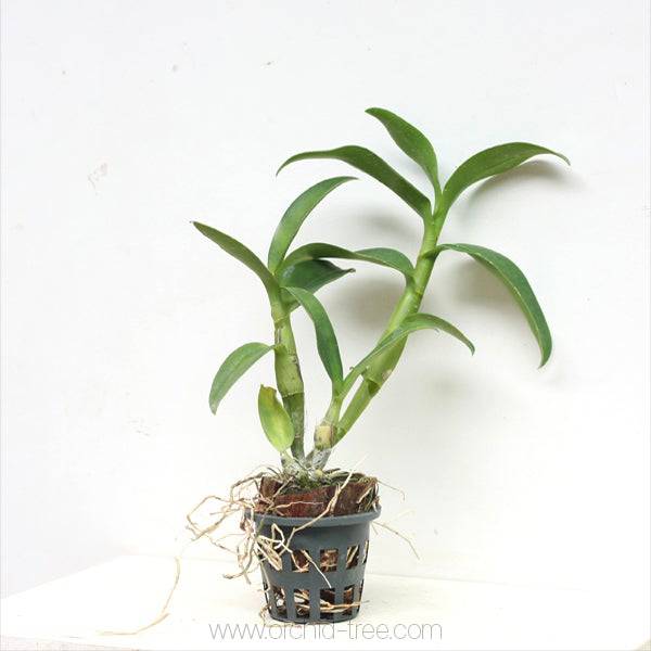 Dendrobium Morning Sun - Without Flowers | BS - Buy Orchids Plants Online by Orchid-Tree.com