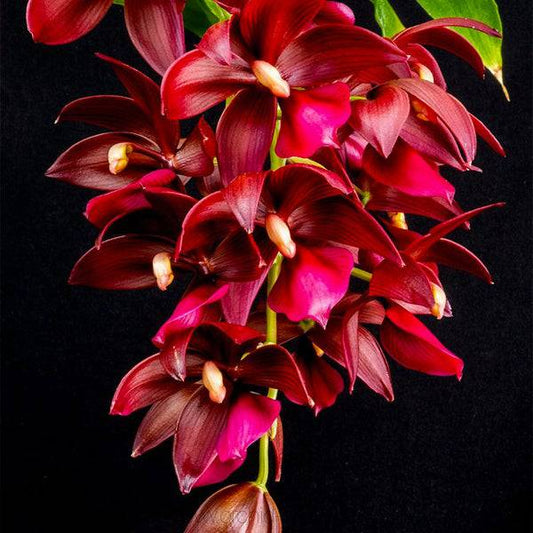 Cycnodes Wine Delight - Without Flowers | BS - Buy Orchids Plants Online by Orchid-Tree.com