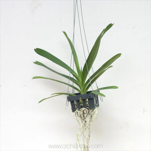 Vanda Somsri Glory Pink - With Flowers | FF - Buy Orchids Plants Online by Orchid-Tree.com