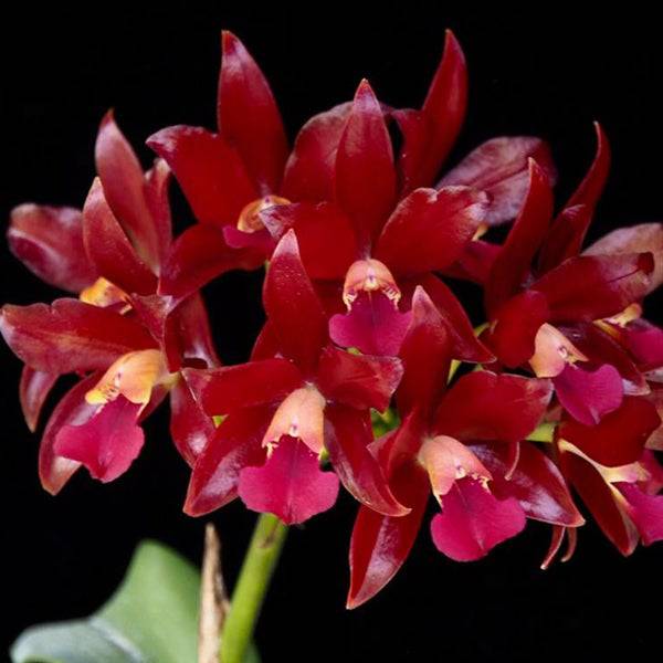 Cattleya (Lc.) Chocolate Drops - Without Flower | BS - Buy Orchids Plants Online by Orchid-Tree.com