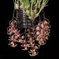 Gongora grossa x galeata - Without Flower | BS - Buy Orchids Plants Online by Orchid-Tree.com