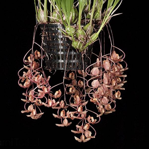 Gongora grossa x galeata - Without Flower | BS - Buy Orchids Plants Online by Orchid-Tree.com
