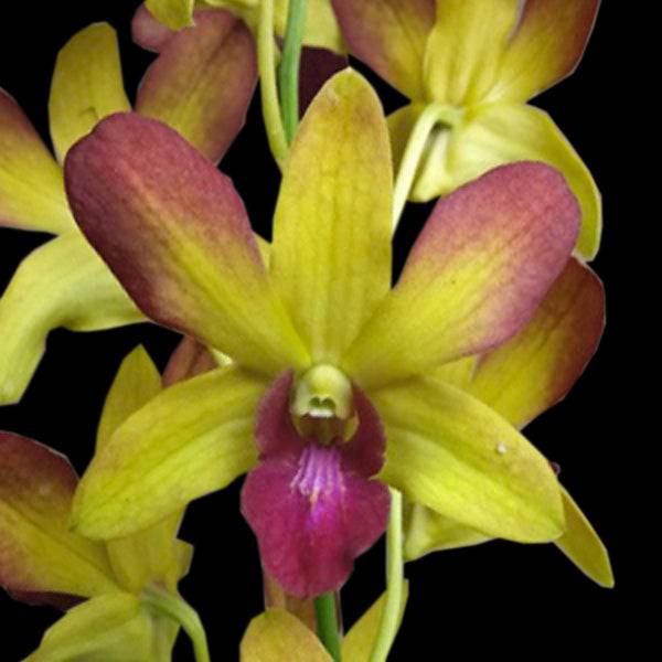 Dendrobium Honey - Without Flowers | BS - Buy Orchids Plants Online by Orchid-Tree.com