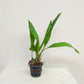 Gongora grossa x galeata - Without Flower | BS - Buy Orchids Plants Online by Orchid-Tree.com