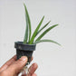 Tolumnia Jairak Flyer 'Firm Brown Mask' -Without Flower | BS - Buy Orchids Plants Online by Orchid-Tree.com