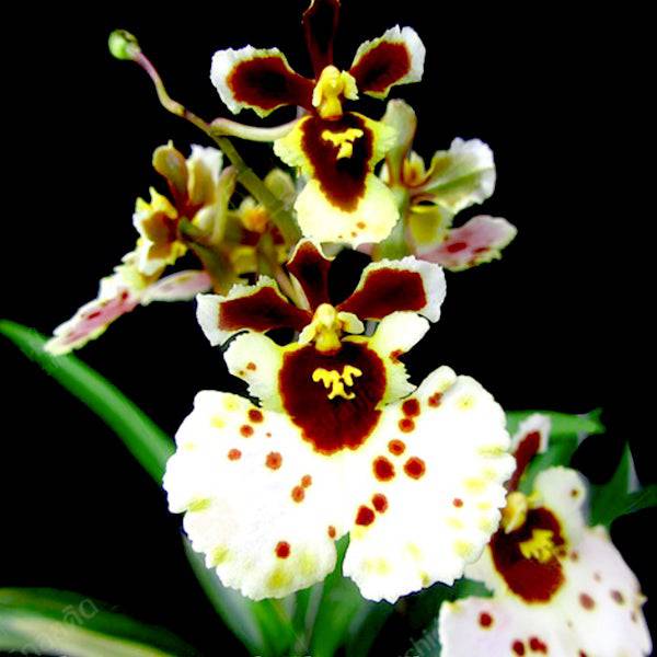 Tolumnia Jairak Flyer 'White Beauty' - Without Flower | BS - Buy Orchids Plants Online by Orchid-Tree.com