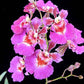 Tolumnia Jairak Flyer 'Pinku' -Without Flower | BS - Buy Orchids Plants Online by Orchid-Tree.com