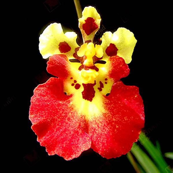 Tolumnia Jairak Flyer 'Magic'-Without Flower | BS - Buy Orchids Plants Online by Orchid-Tree.com