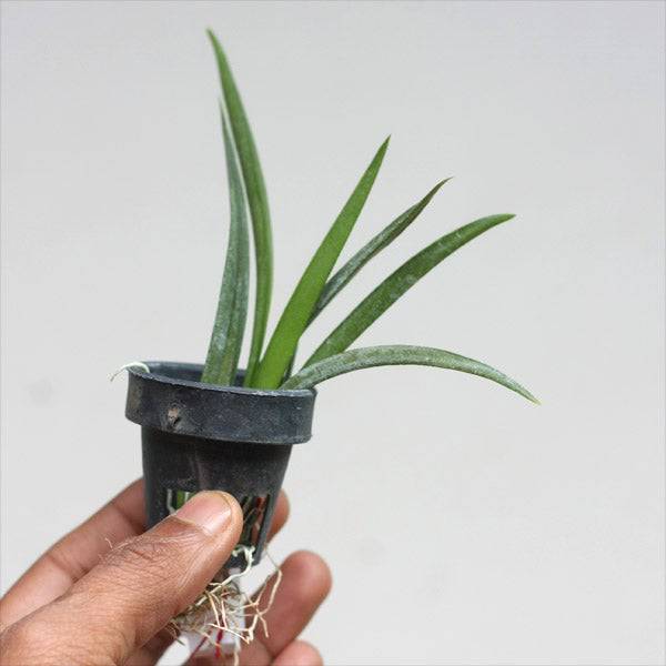 Tolumnia Jairak Flyer 'Carnation' -Without Flower | BS - Buy Orchids Plants Online by Orchid-Tree.com