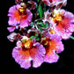 Tolumnia Jairak Flyer 'Carnation' -Without Flower | BS - Buy Orchids Plants Online by Orchid-Tree.com