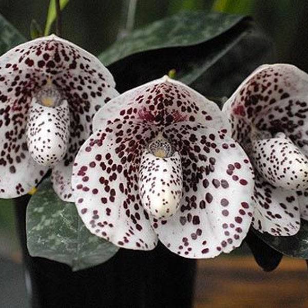 Paphiopedilum bellatulum sp.- Without Flowers | BS - Buy Orchids Plants Online by Orchid-Tree.com