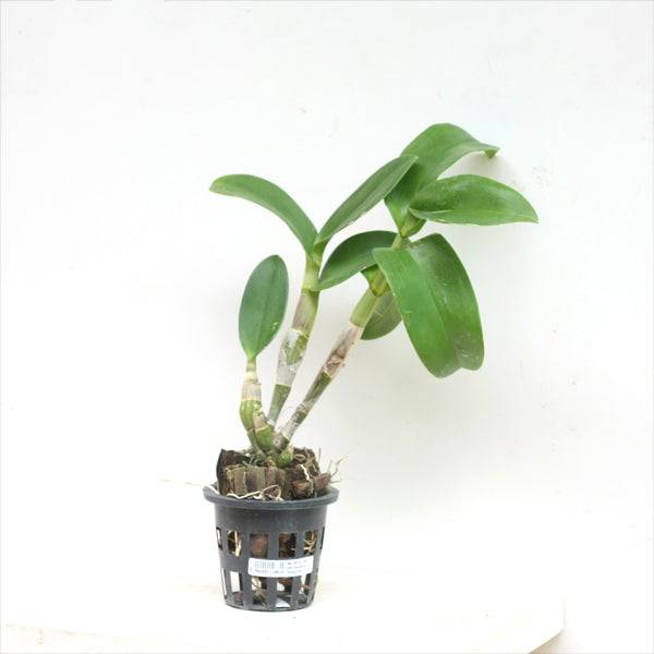 Dendrobium Two Tone Splash - Without Flowers | BS - Buy Orchids Plants Online by Orchid-Tree.com