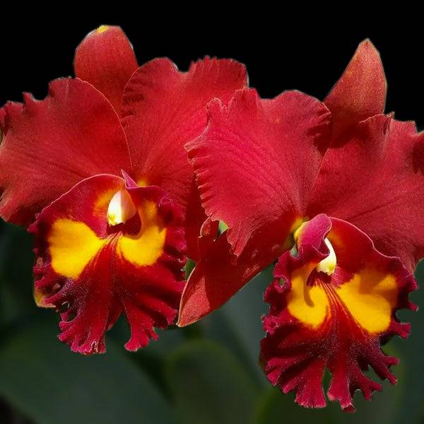 Fragrant Orchids