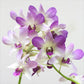 Dendrobium Arredang Blue - Without Flowers | BS - Buy Orchids Plants Online by Orchid-Tree.com