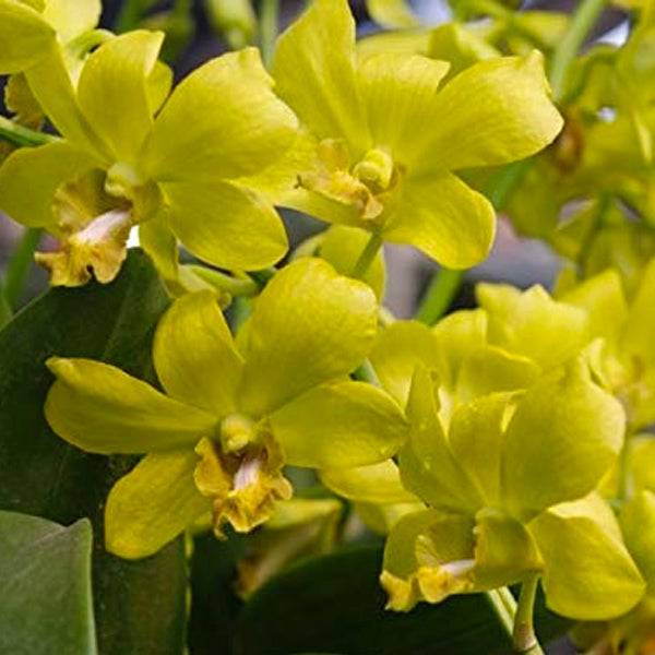 Dendrobium Thongchai Ancheng - With Flowers | FF - Buy Orchids Plants Online by Orchid-Tree.com