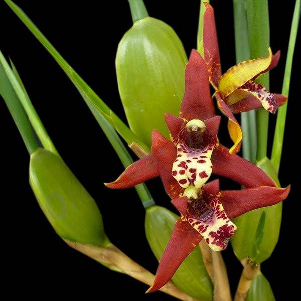 Maxillaria tenufolia sp. - Without Flower | BS - Buy Orchids Plants Online by Orchid-Tree.com
