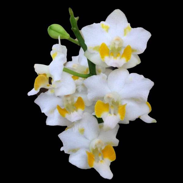 Doritis Yellow White - Without Flower | BS - Buy Orchids Plants Online by Orchid-Tree.com