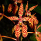 Renanthera monachica sp.- Without Flowers | BS - Buy Orchids Plants Online by Orchid-Tree.com