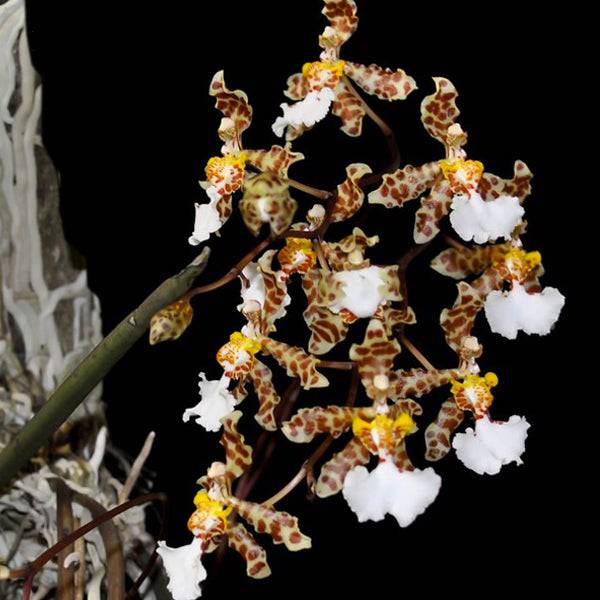 Trichocentrum jonesianum sp. - Without Flower | BS - Buy Orchids Plants Online by Orchid-Tree.com