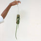 Trichocentrum jonesianum sp. - Without Flower | BS - Buy Orchids Plants Online by Orchid-Tree.com
