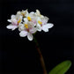 Epidendrum Raspberry Valley White - Without Flower | BS - Buy Orchids Plants Online by Orchid-Tree.com