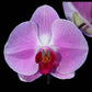Phalaenopsis Tinny Honey - Without Flowers | BS - Buy Orchids Plants Online by Orchid-Tree.com