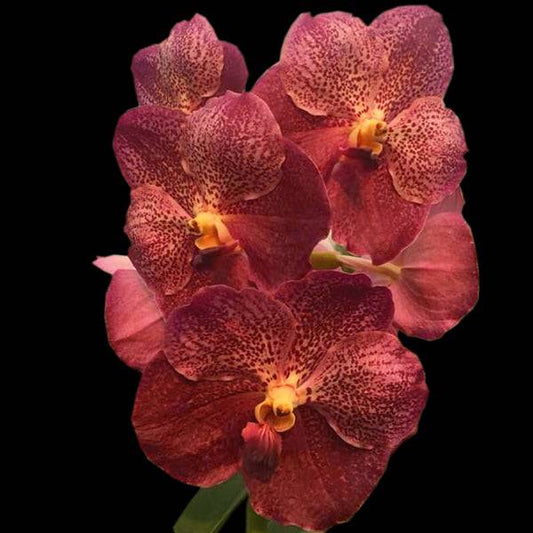 Vanda Dr.Anek x Fuchs Gold - Without Flowers | BS - Buy Orchids Plants Online by Orchid-Tree.com