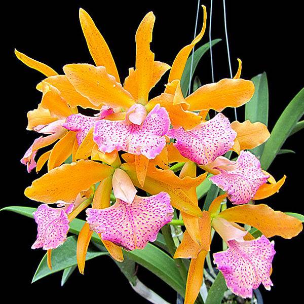Cattleya (Cahuzacara) Jairak Conure - Without Flowers | MS - Buy Orchids Plants Online by Orchid-Tree.com