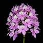 Epidendrum Little Valley x Flamingo Valley Lavender - Without Flower | BS - Buy Orchids Plants Online by Orchid-Tree.com