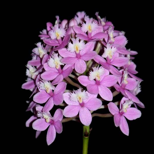 Epidendrum Little Valley x Flamingo Valley Lavender - Without Flower | BS - Buy Orchids Plants Online by Orchid-Tree.com