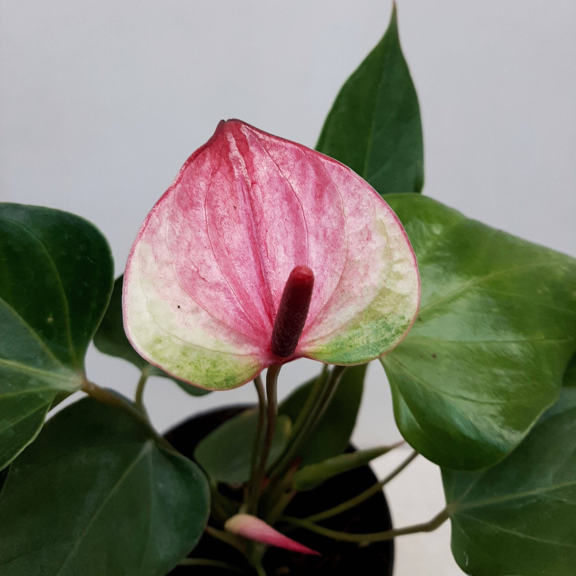Anthurium Tricolour - With Flower | FF - Buy Orchids Plants Online by Orchid-Tree.com