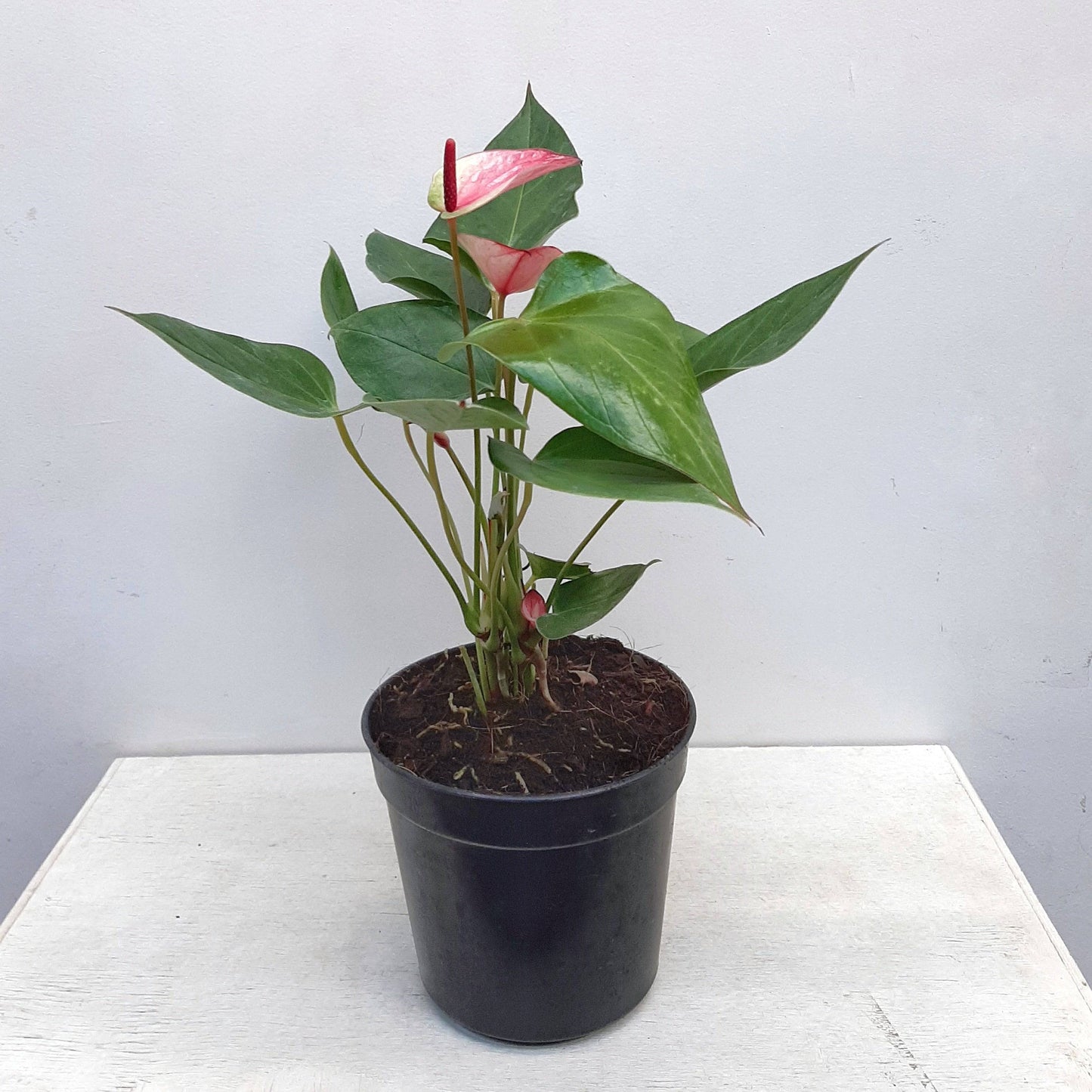 Anthurium Tricolour - With Flower | FF - Buy Orchids Plants Online by Orchid-Tree.com
