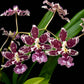 Oncidium Nanboh Waltz 'Boso Sweet' - Without Flower | BS - Buy Orchids Plants Online by Orchid-Tree.com