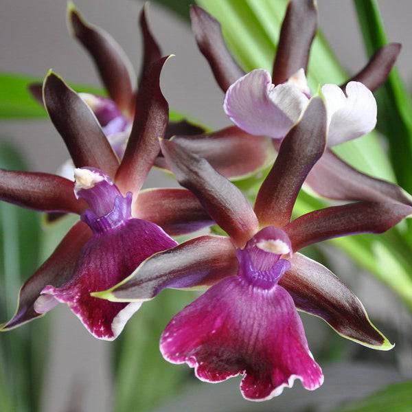 Zygopetalum Louisendorf - Without Flower | BS - Buy Orchids Plants Online by Orchid-Tree.com
