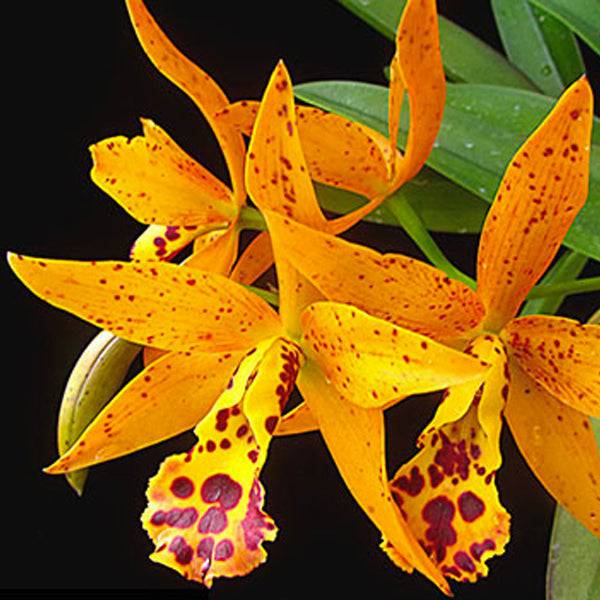 Cattleya (Cahuzacara) Jairak Stardust - Without Flowers | MS - Buy Orchids Plants Online by Orchid-Tree.com