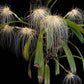 Bulbophyllum medusae sp. - Without Flowers | BS - Buy Orchids Plants Online by Orchid-Tree.com